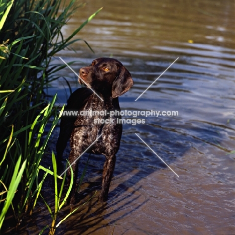 sh ch hillanhi laith, german shorthaired pointer standing in water