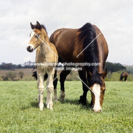 welsh cob (section d) mare and her foal