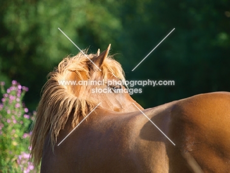 Welsh Cob (section d) back view