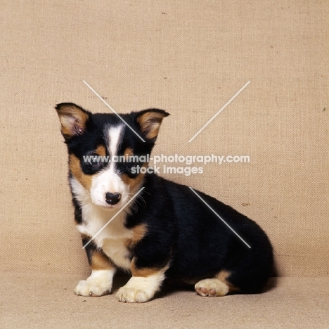 pembroke corgi puppy sitting