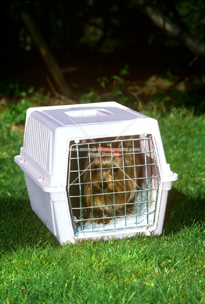 yorkshire terrier in a travelling box