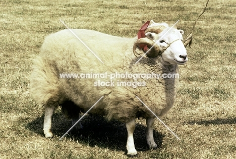 welsh mountain ram