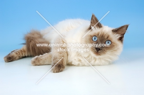 blue colourpoint ragdoll cat, looking at camera