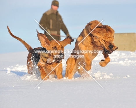 Bloodhounds running in snow