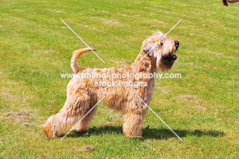 Irish Soft coated wheaten terrier, side view