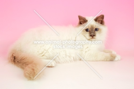young Lilac point Birman cat