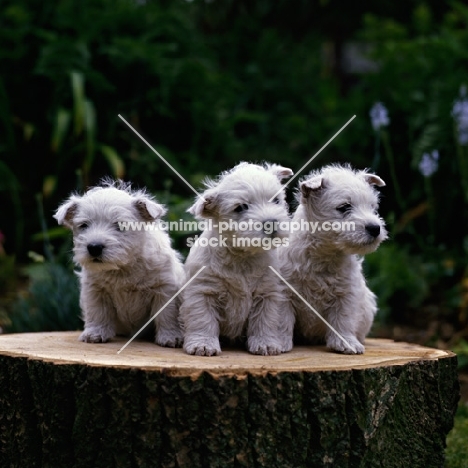 west highland white terrier puppies sitting together