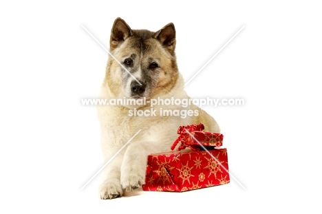 Large Akita dog lying with Christmas presents 