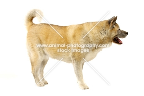 Large Akita dog standing sideways isolated on a white background