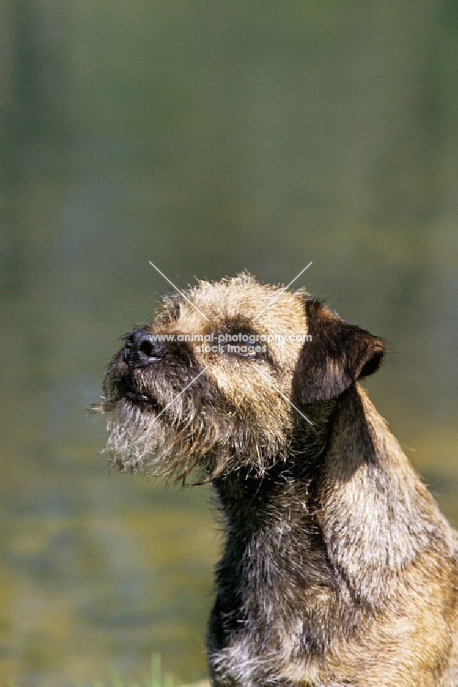 border terrier am ch dickendall's heart breaker looking up