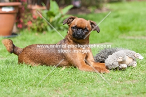 Petit Griffon Brabancon lying in garden