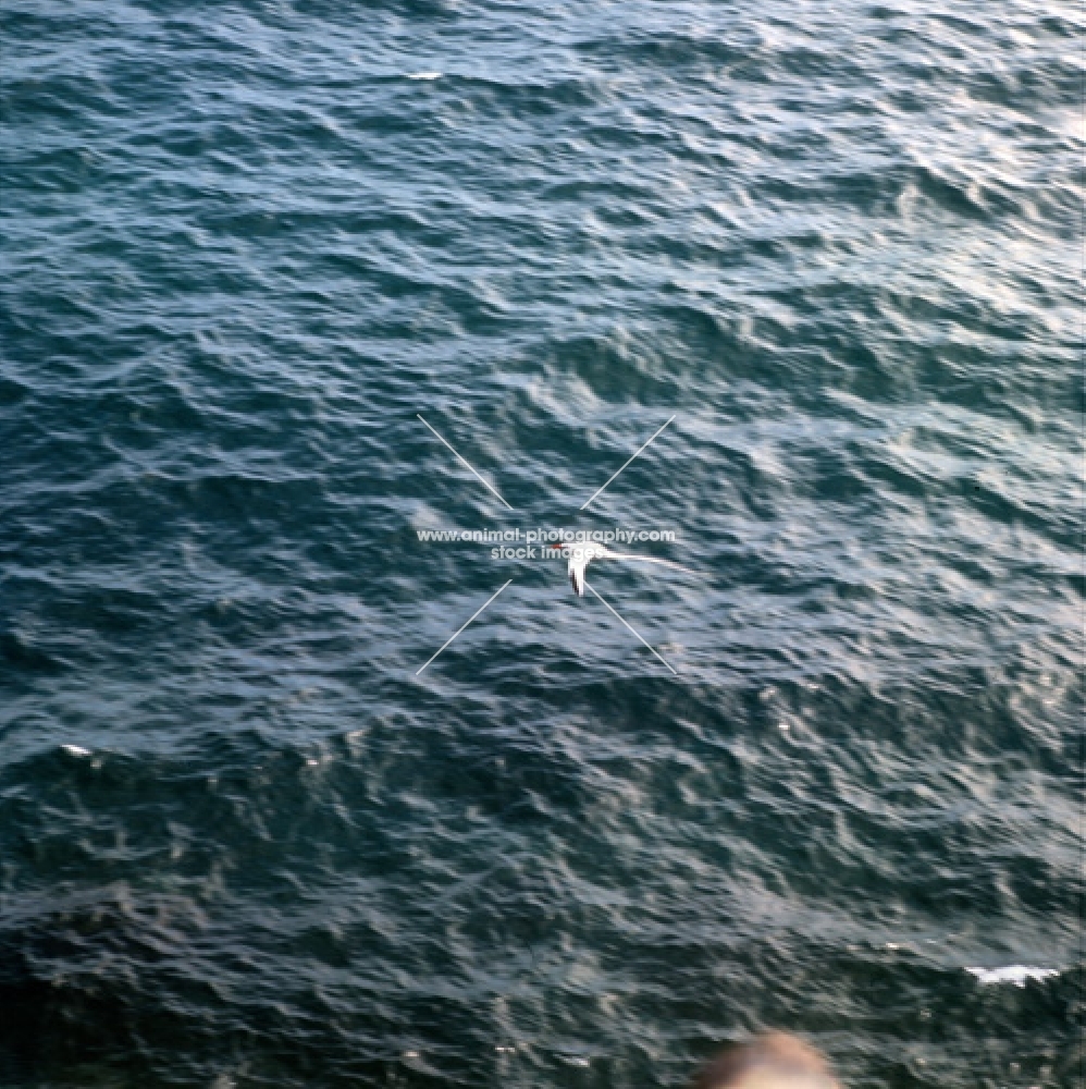 red billed tropic bird flying above sea, galapagos islands