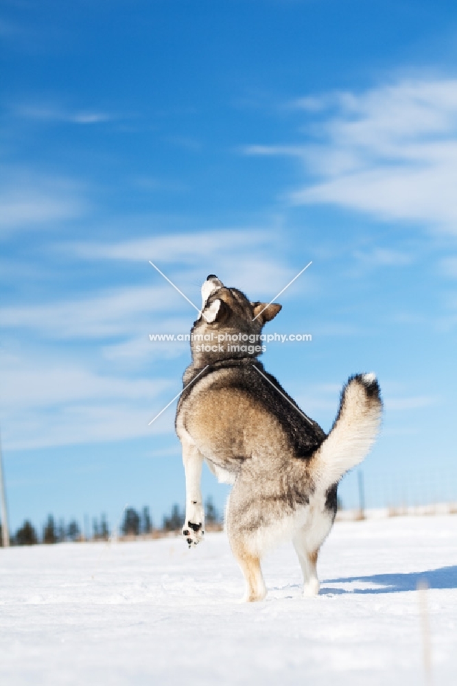 Husky rearing in field