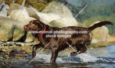 Chocolate Lab running on shore.