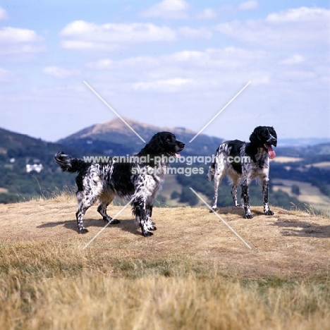 l, mitze of houndbrae , right, rheewall merrydane magpie (maggie), two large munsterlanders standing on dry landscape grass