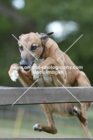 Lurcher jumping fence