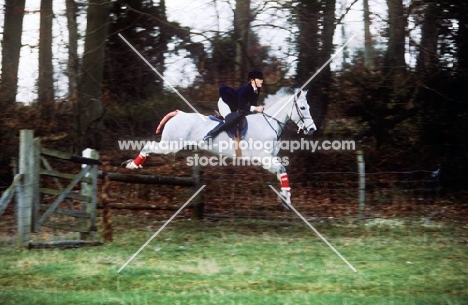 horse and rider jumping a gate with berks and bucks drag hunt