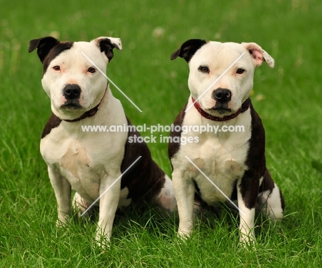 two Staffordshire Bull Terriers
