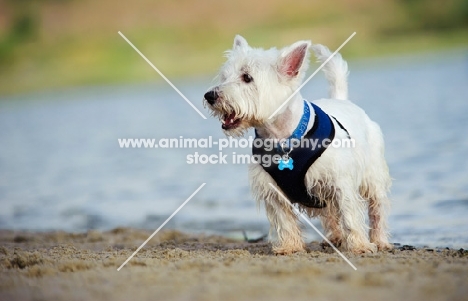 West Highland White Terrier