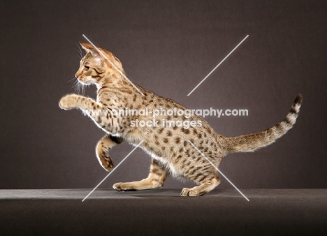 Ocicat on grey background