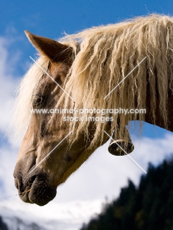 Haflinger wearing a bell