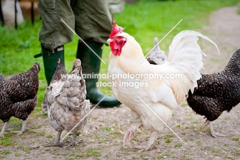 Leghorn cockerel and various hens in front of farmer