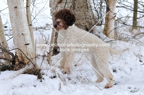 Lagotto Romagnolo standing in snowy landscape