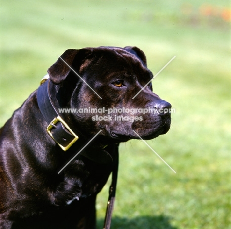 watchman 3 Staffordshire regiment mascot, staffordshire bull terrier with black collar
