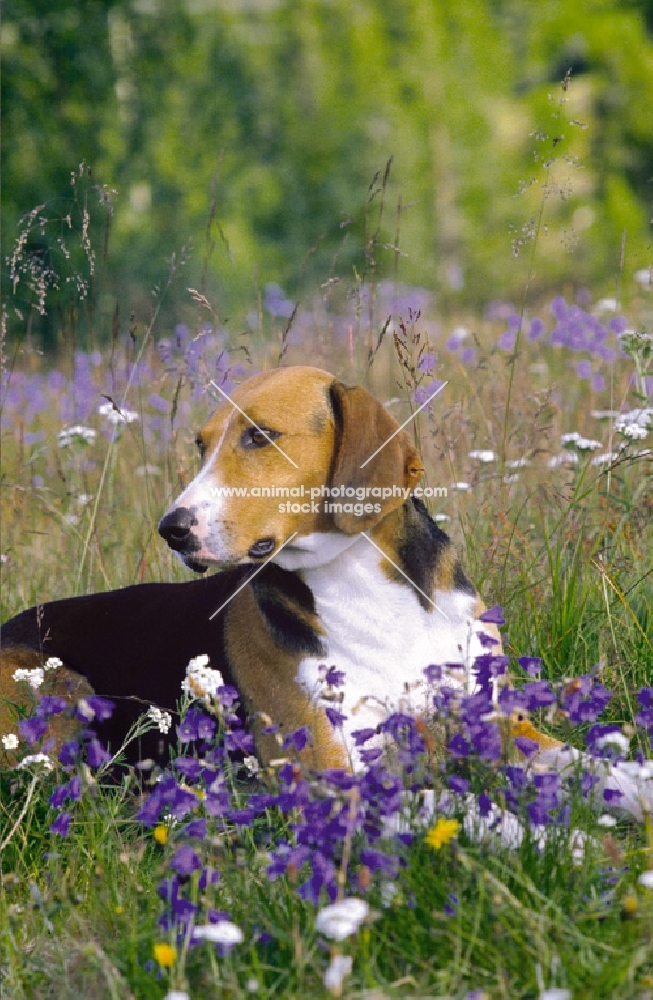 finnish hound amongst flowers