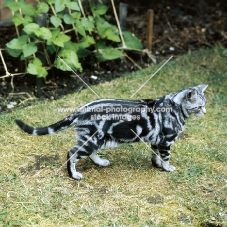 champion lowenhaus fingal, silver tabby cat 