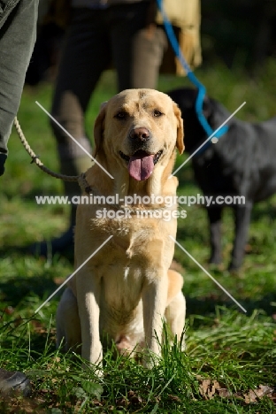 yellow labrador on a lead