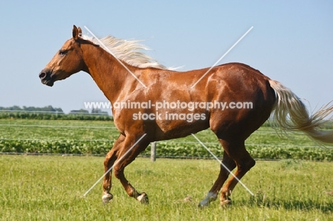 quarter horse running, side view