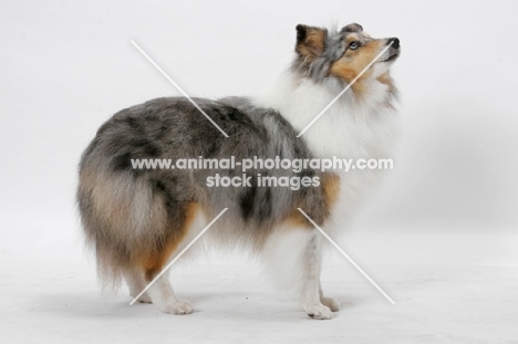 Australian Grand Champion Shetland Sheepdog