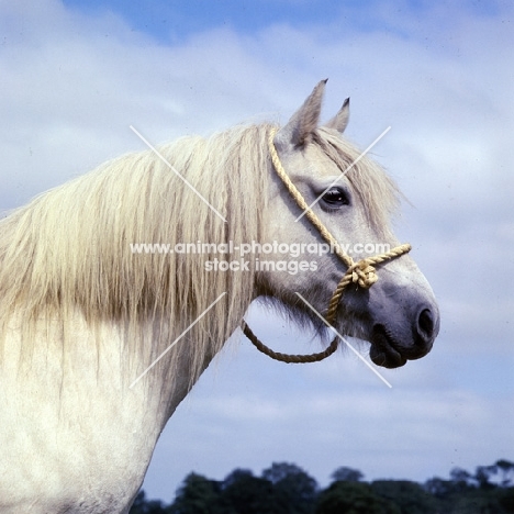 Highland Pony mare head and shoulders 