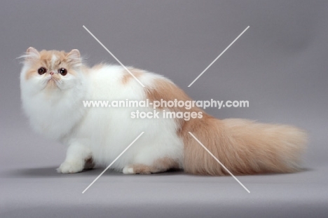 cute fluffy cream and white Persian cat looking at camera
