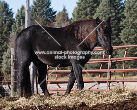 black Morgan horse
