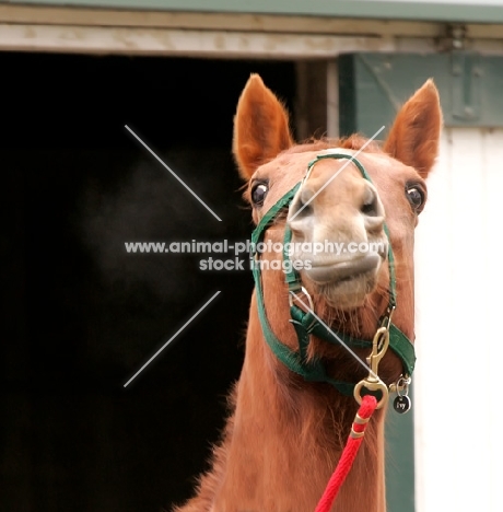 warm blood horse portrait