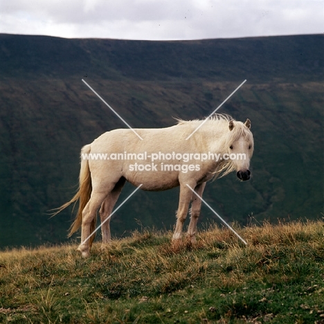 welsh mountain pony on the brecon beacons 