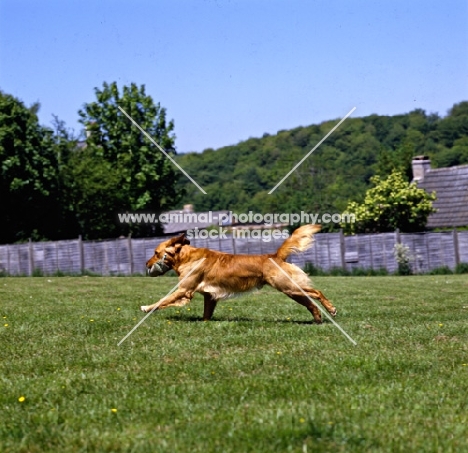 working type golden retriever galloping on grass carrying a dummy