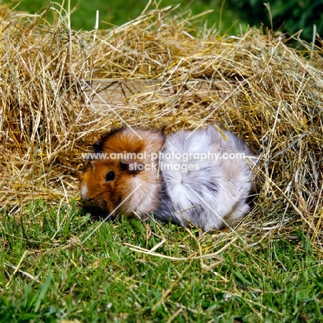 roan abyssinian on grass with hay