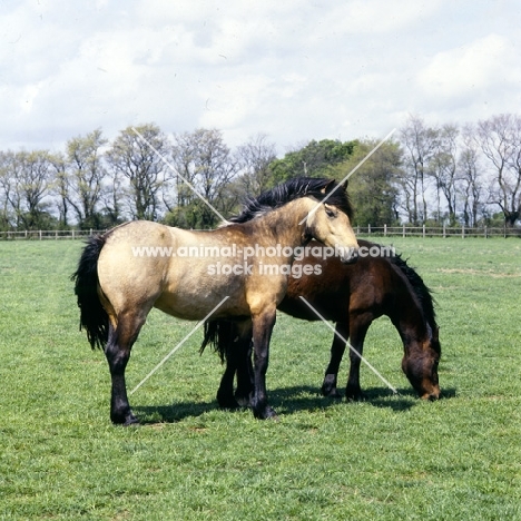 two young welsh cobs (section d)