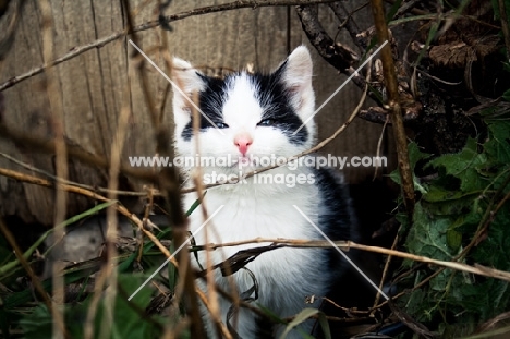 happy barn kitten playing in shrubs