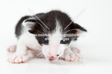 Peterbald kitten 2 weeks old on white background