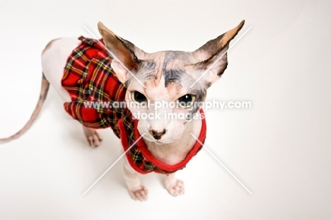 sphynx cat wearing sweater