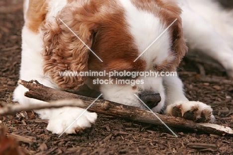 cavalier king charles spaniel sniffing a stick