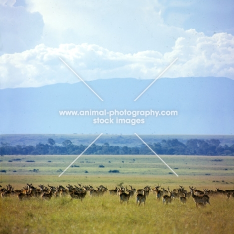  herd of uganda kob, queen elizabeth np