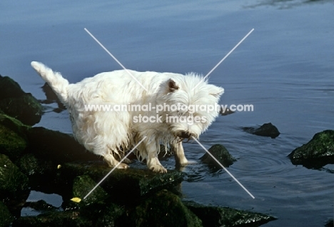 west highland white terrier paddling in water