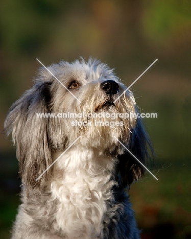 clipped Bearded Collie portrait