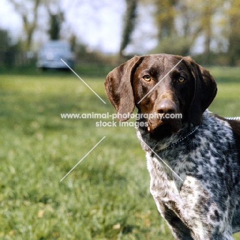 german shorthaired pointer looking at camera, portrait