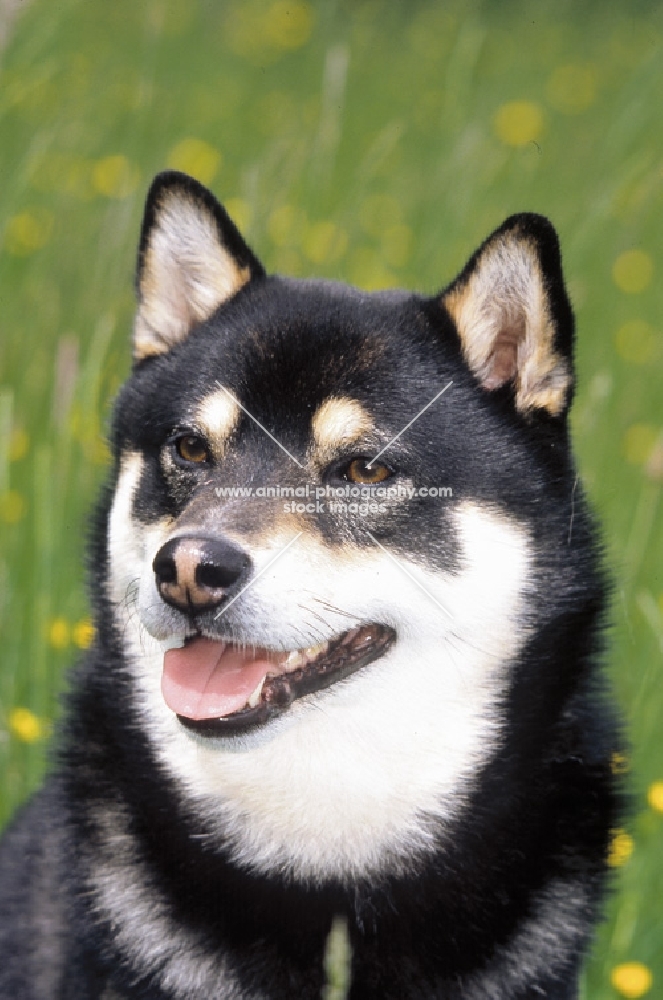 Shiba Inu portrait